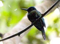 Purplish Jacamar - Galbula chalcothorax