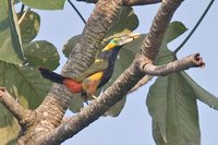 Gould's Toucanet - Selenidera gouldii