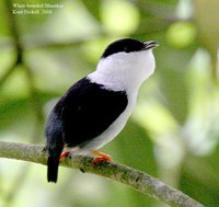 White-bearded Manakin - Manacus manacus