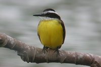 Lesser Kiskadee - Philohydor lictor