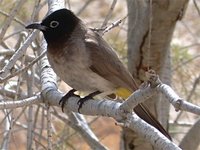 White-spectacled Bulbul - Pycnonotus xanthopygos