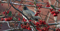 Dark-throated Thrush - Turdus ruficollis