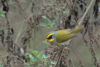 Black-faced Warbler - Abroscopus schisticeps