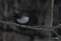 White-breasted Robin - Eopsaltria georgiana