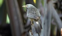 Yellow-billed Babbler - Turdoides affinis