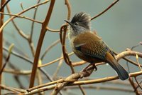 Streak-throated Barwing - Actinodura waldeni