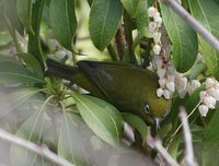 Japanese White-eye - Zosterops japonicus