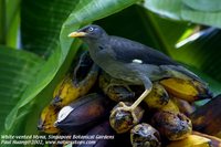 White-vented Myna - Acridotheres grandis