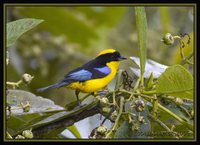 Blue-winged Mountain-Tanager - Anisognathus somptuosus