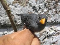 Gray Seedeater - Sporophila intermedia