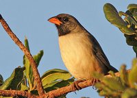 Black-throated Saltator - Saltator atricollis