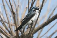 *NEW* White-rumped Swallow