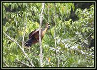 Hoatzin 1