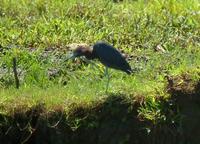 Little Blue Heron  