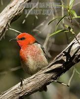Australian native bird , scarlet red honeyeater , Myzomela sanguinolenta , in a Queensland rainf...