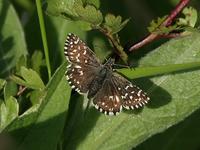 Grizzled Skipper