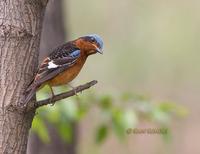 White-throated rock thrush C20D 03783.jpg