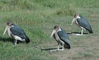 Marabou Stork p.30