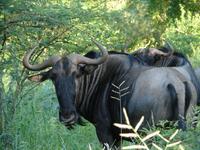 blue wildebeest