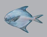 덕대