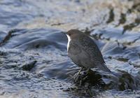 Dipper (Cinclus cinclus)