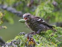 Two-barred Crossbill (Loxia leucoptera)