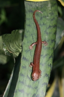 : Bolitoglossa dunni