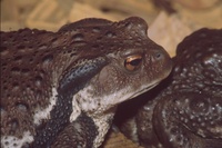 : Bufo japonicus; Japanese Common Toad