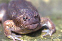 : Glyphoglossus molossus