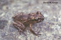 : Leiopelma pakeka; Maud Island Frog