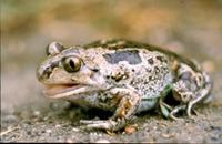 : Pelobates fuscus insubricus; Common Spadefoot