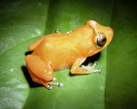 : Pristimantis diastema