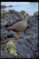 : Chloephaga rubidiceps; Ruddy-headed Goose