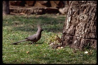 : Corythaixoides concolor; Grey Go-away-bird