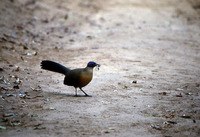 : Coua serriana; Red-breasted Coua