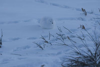 : Lagopus lagopus; Willow Ptarmigan