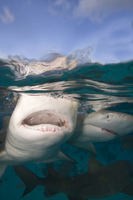 : Negaprion brevirostris; Lemon Shark