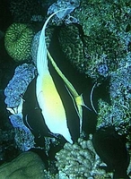 : Zanclus cornutus; Moorish Idol