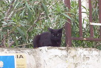 : Felis silvestris; Domestic Cat