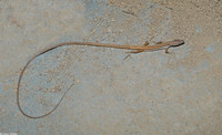 : Takydromus sexlineatus; Asian Long-tailed Lizard