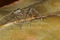 : Maevia inclemens; Dimorphic Jumping Spider