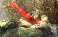 : Parhippolyte uveae; Red Prawn