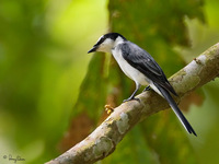 Ashy Minivet, male Scientific name - Pericrocotus divaricatus