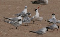 ...Hybrid Lesser Crested Tern x Sandwitch T. - Sterna bengalensis x St sandvicensis - Charran benga