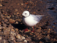 Ross's Gull (Rhodostethia rosea)