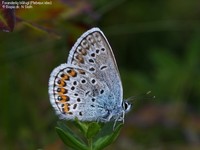 Foranderlig blåfugl (Plebejus idas) Foto/billede af