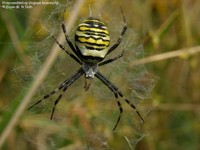 Hvepseedderkop (Argiope bruennichi) Foto/billede af