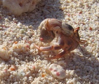 Coenobita clypeatus - Caribbean hermit crab