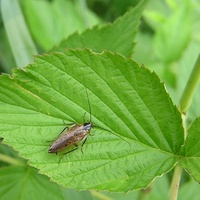 Ectobius lapponicus - Dusky Cockroach