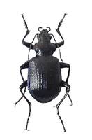 Calosoma inquisitor